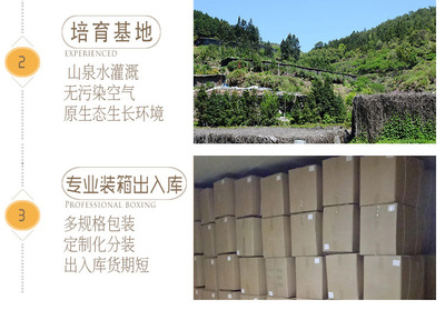 金针菇干货 无硫食用菌农产品在酒店与工业领域的批发应用