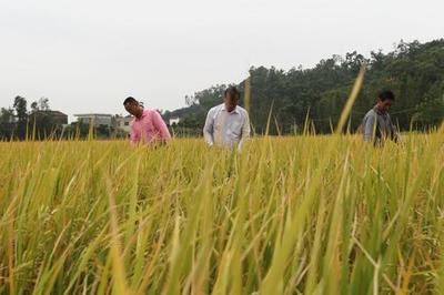 珠海有机米首获名牌农产品金奖，开创健康食品新篇章