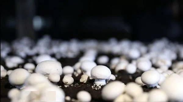 东安县农产品“带码上市” 开启食用安全溯源新篇章