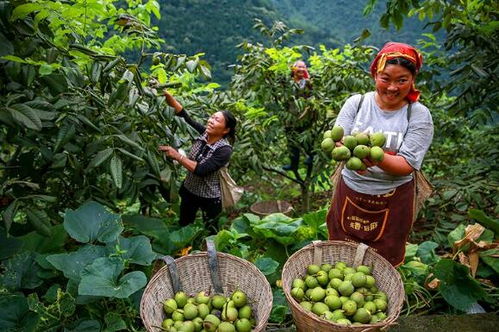 金口河区 推行食用农产品“带证上市”，守护百姓“舌尖上的安全”