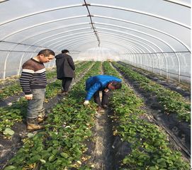 芦淞区农业农村局开展春节期间食用农产品质量安全检查行动