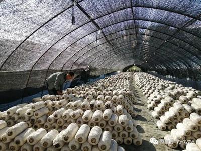 全力打造“产业新城、品质白云”系列报道之一 构建绿色健康新标杆——白云区食用农产品产业高质量发展观察